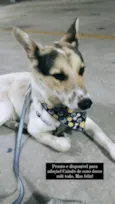 Chico