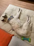 Chico