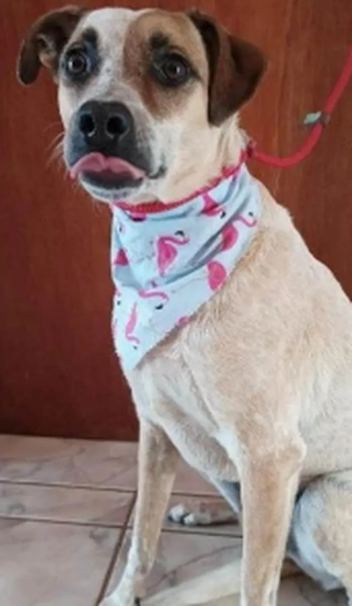 Cachorro ra a SRD idade 4 anos nome Princesa Doçura