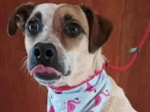 Cachorro raça SRD idade 4 anos nome Princesa Doçura