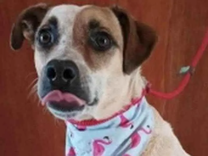 Cachorro ra a SRD idade 4 anos nome Princesa Doçura