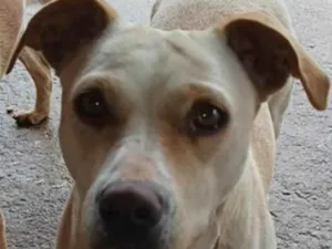Cachorro raça SRD idade 2 anos nome Branca