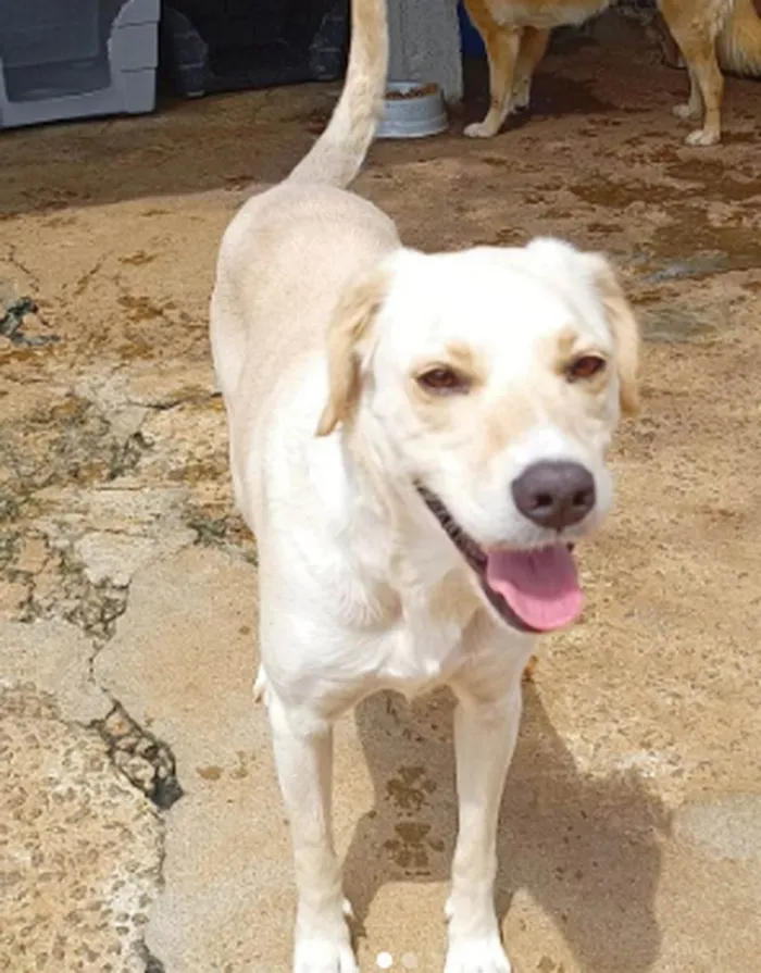 Cachorro ra a SRD idade 2 anos nome Mari Espetáculo 