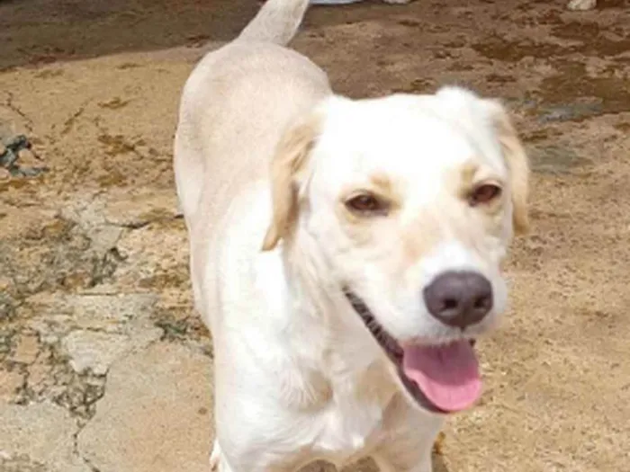 Cachorro ra a SRD idade 2 anos nome Mari Espetáculo 