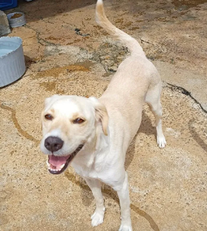 Cachorro ra a SRD idade 2 anos nome Mari Espetáculo 