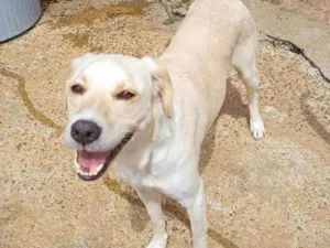 Cachorro raça SRD idade 2 anos nome Mari Espetáculo 