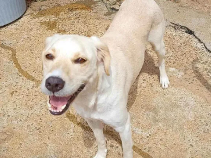 Cachorro ra a SRD idade 2 anos nome Mari Espetáculo 