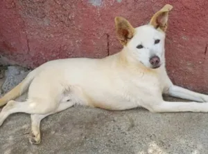 Cachorro raça SRD idade 6 ou mais anos nome Fred Lindão