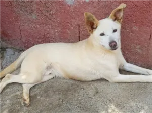 Cachorro raça SRD idade 6 ou mais anos nome Fred Lindão