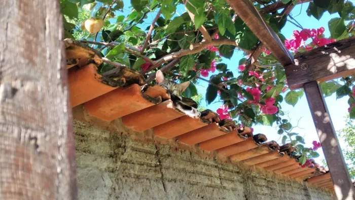 Gato raça  idade 2 a 6 meses nome Théo