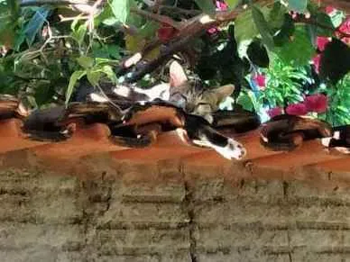 Gato raça  idade 2 a 6 meses nome Théo