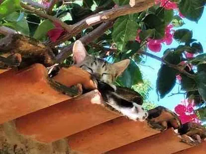Gato raça  idade 2 a 6 meses nome Théo