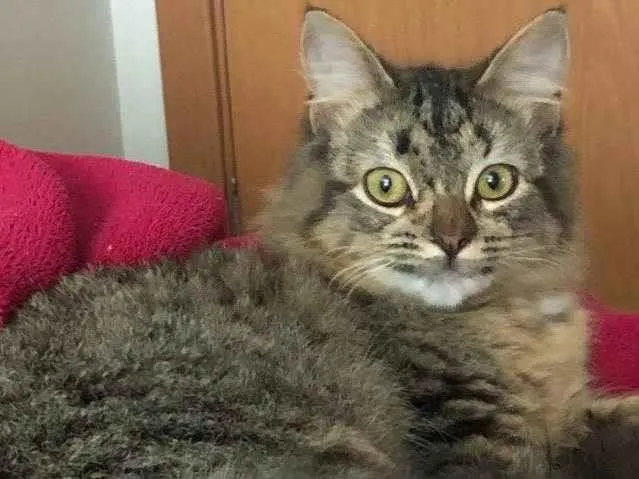 Gato ra a  idade 7 a 11 meses nome Calunga