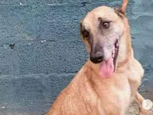 Cachorro raça Pastora Belga Malinois idade 6 ou mais anos nome Serena - Pastora