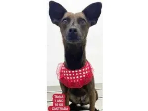 Cachorro raça SRD idade  nome Tiana