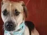 Cachorro raça SRD idade 3 anos nome Luigi