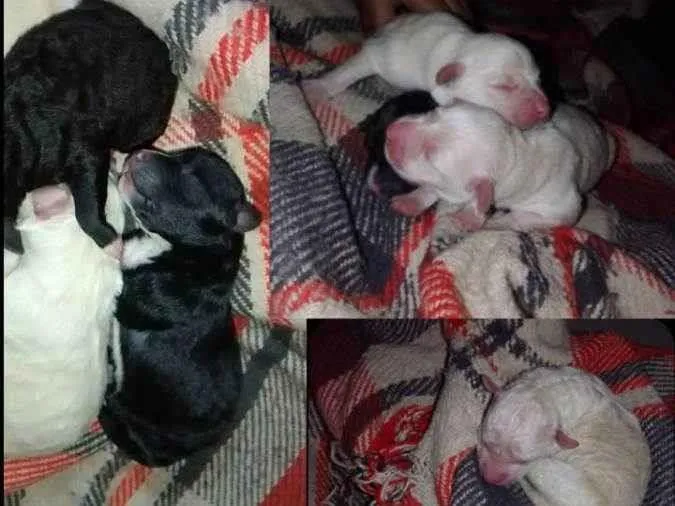 Cachorro ra a Vira latas  idade Abaixo de 2 meses nome Não tem ainda 