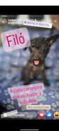 Filó