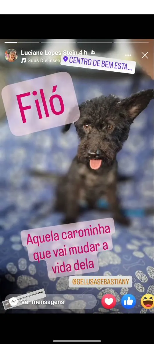 Cachorro ra a SDR idade 1 ano nome Filó