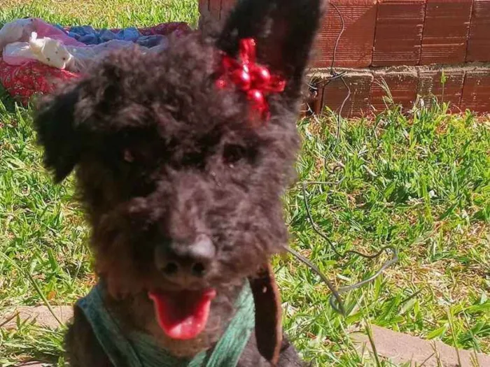 Cachorro ra a SDR idade 1 ano nome Filó