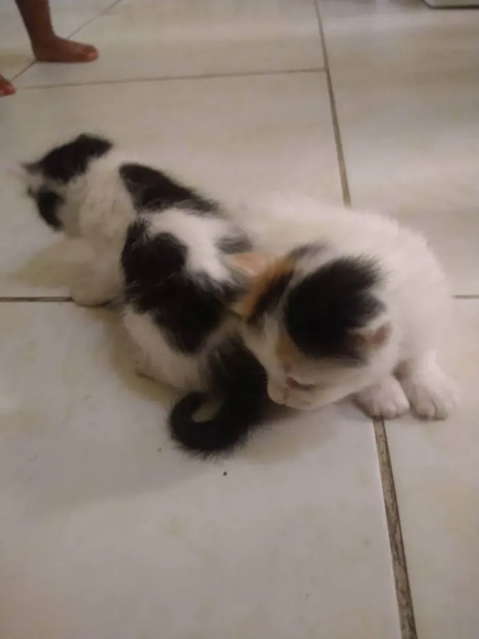 Gato ra a Gato idade 2 a 6 meses nome Pitucha