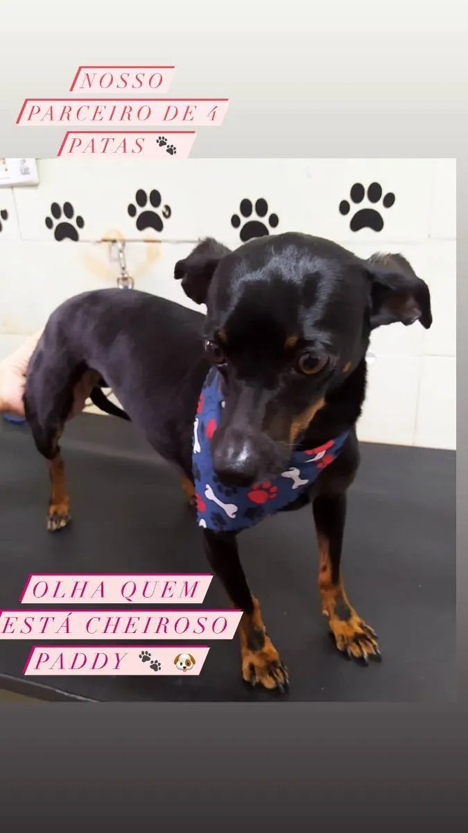 Cachorro raça Pintcher  idade 6 ou mais anos nome Paddy 