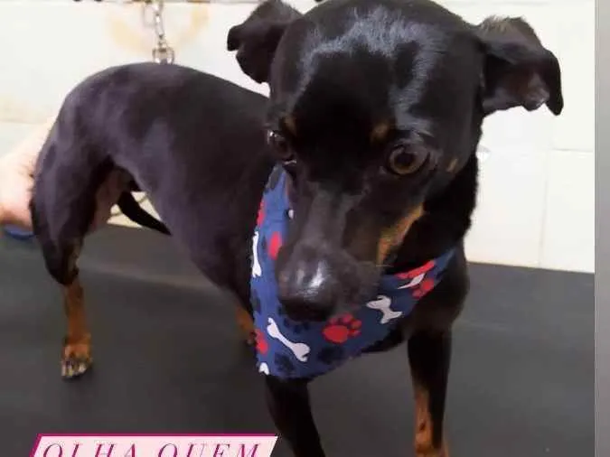 Cachorro raça Pintcher  idade 6 ou mais anos nome Paddy 
