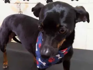 Cachorro raça Pintcher  idade 6 ou mais anos nome Paddy 