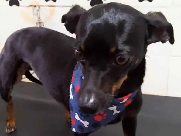 Cachorro raça Pintcher  idade 6 ou mais anos nome Paddy 