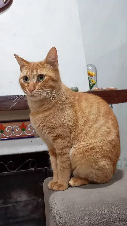Gato ra a CARAMELO idade 2 anos nome MIMOSA