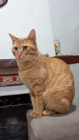 MIMOSA
