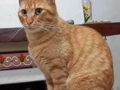 Gato ra a CARAMELO idade 2 anos nome MIMOSA