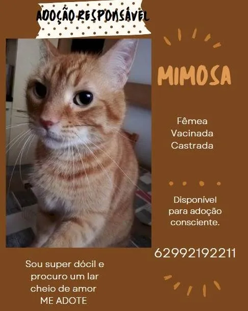 Gato ra a CARAMELO idade 2 anos nome MIMOSA