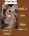 MIMOSA