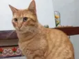MIMOSA