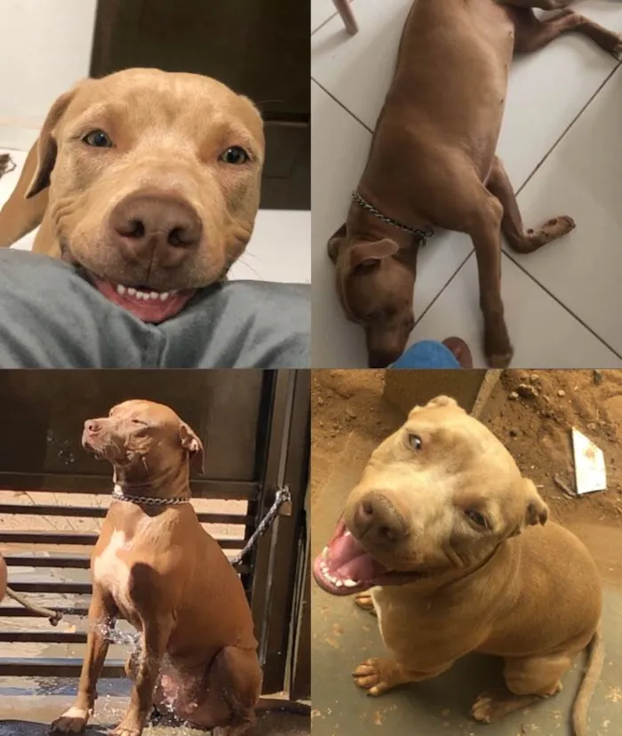 Cachorro ra a Pit Bull idade 1 ano nome Condessa