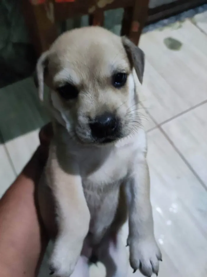 Cachorro raça srd idade Abaixo de 2 meses nome sem nome