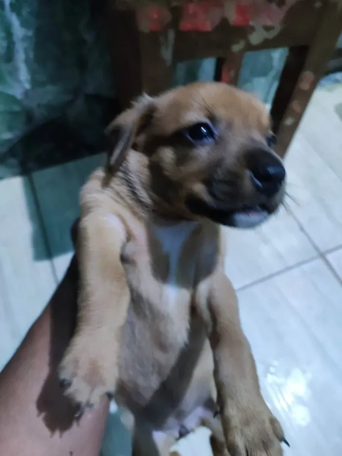 Cachorro raça srd idade Abaixo de 2 meses nome sem nome