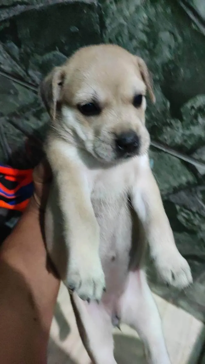 Cachorro raça srd idade Abaixo de 2 meses nome sem nome