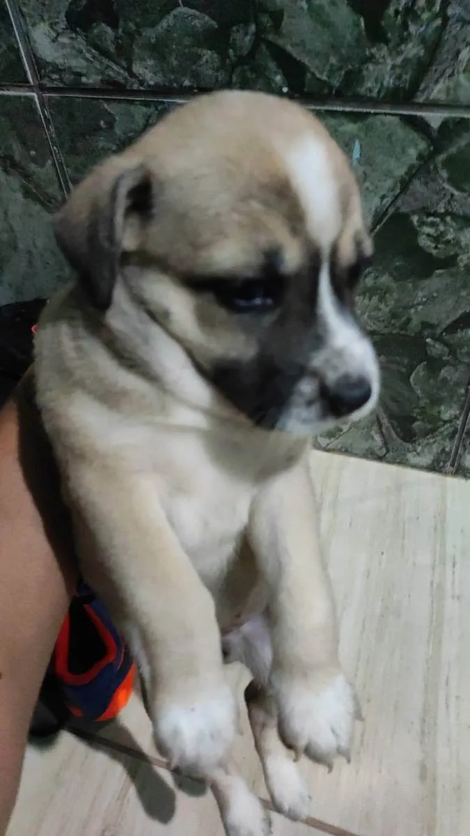 Cachorro raça srd idade Abaixo de 2 meses nome sem nome