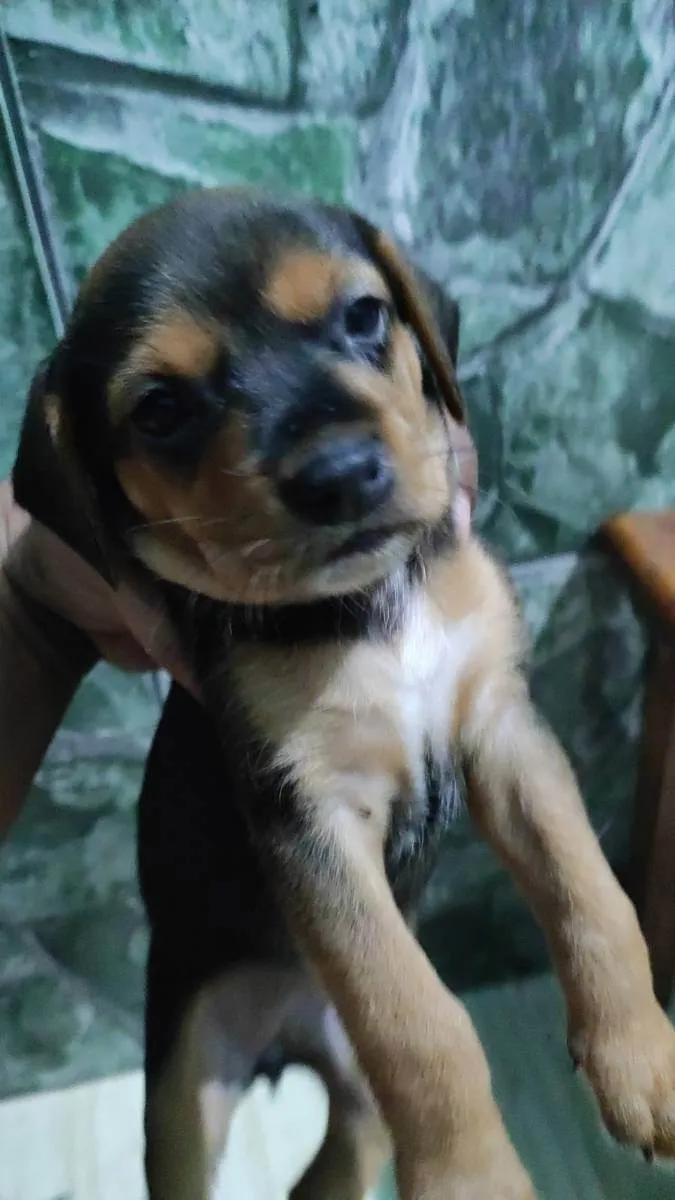Cachorro raça srd idade Abaixo de 2 meses nome sem nome