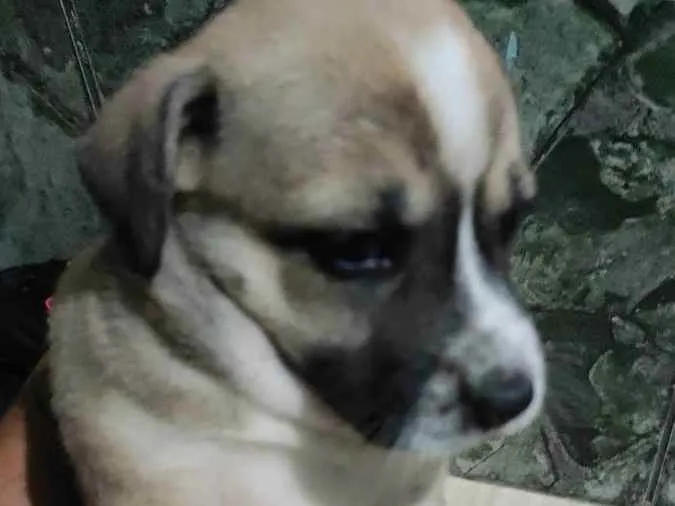 Cachorro raça srd idade Abaixo de 2 meses nome sem nome