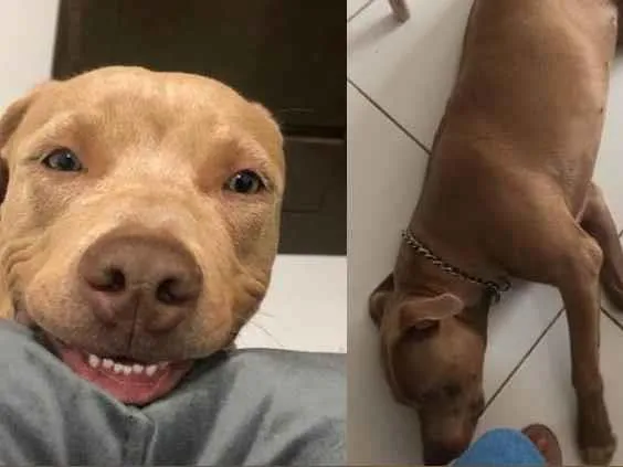 Cachorro ra a Pit Bull idade 1 ano nome Condessa