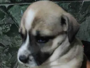 Cachorro raça srd idade Abaixo de 2 meses nome sem nome