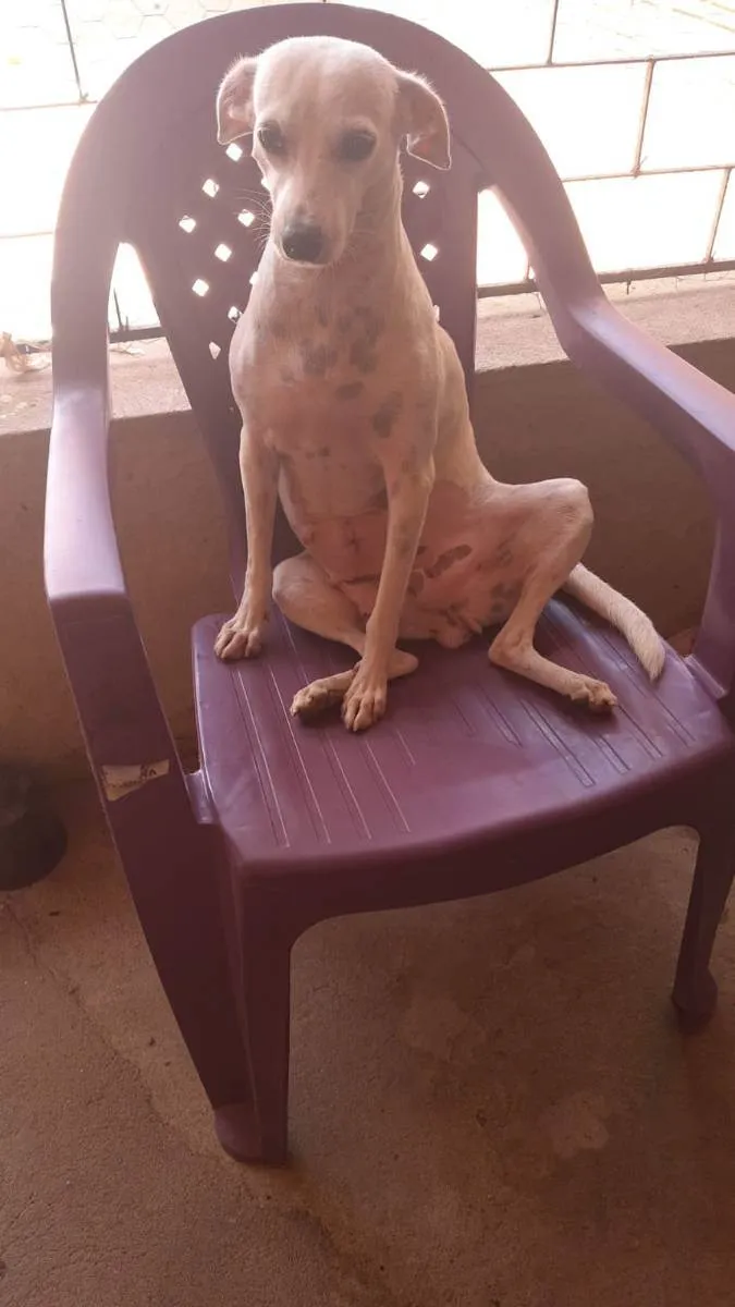 Cachorro ra a Comum idade 1 ano nome Ane