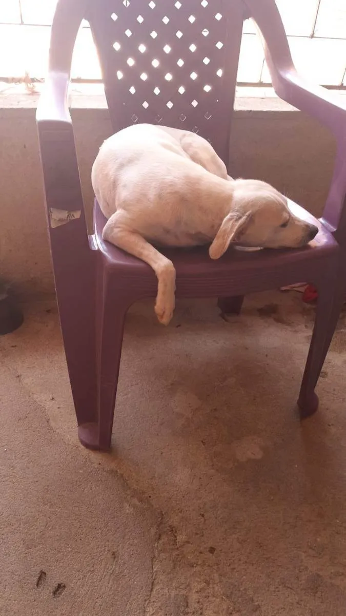 Cachorro ra a Comum idade 1 ano nome Ane