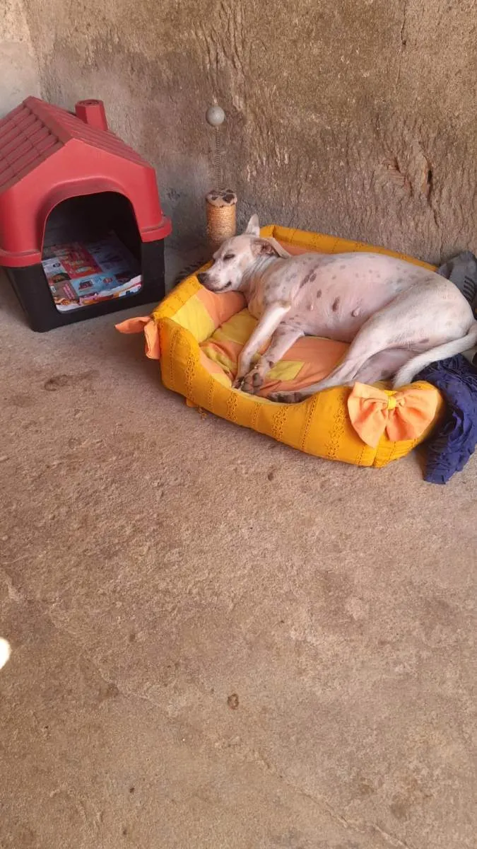 Cachorro ra a Comum idade 1 ano nome Ane