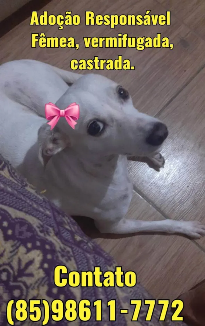 Cachorro ra a Comum idade 1 ano nome Ane