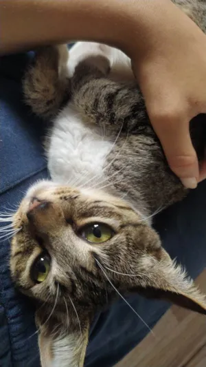 Gato raça  idade 2 a 6 meses nome Belinha 