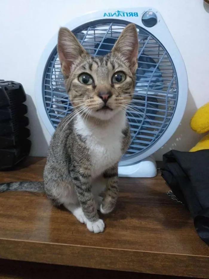 Gato raça  idade 2 a 6 meses nome Belinha 